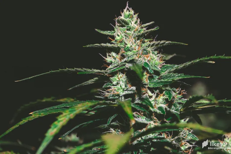 cl4j2kvok02dd0pmj7lx7h91j_weed-8511.jpg