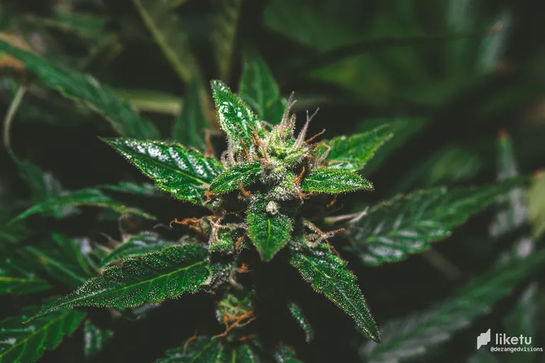 cl4j2m8f702bz1amje2krbtsq_weed-8515.jpg