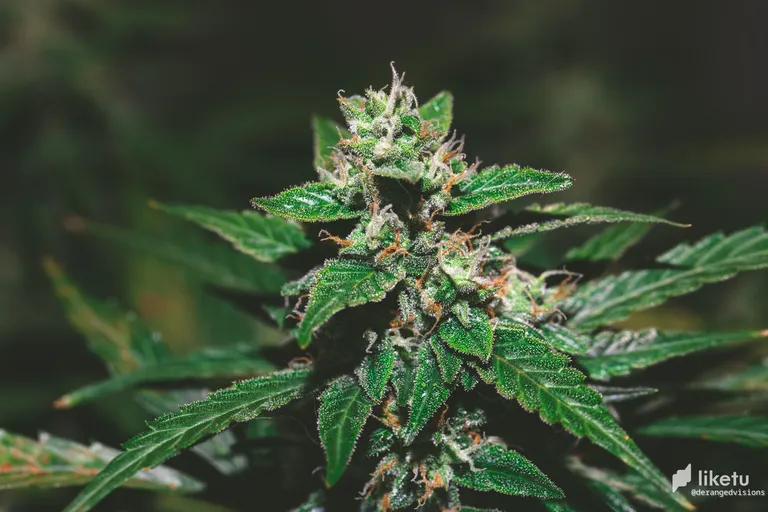 cl4j2mpfz02ex0imjgl2331cr_weed-8516.jpg