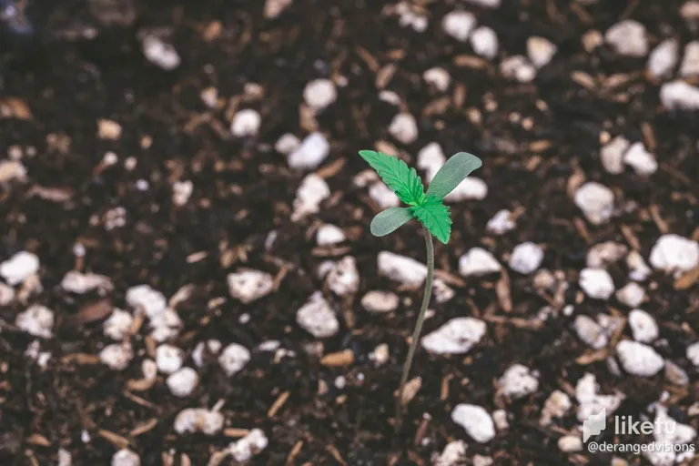cl5vlwesr01342mmq1u9j49ff_seedlings-8793.jpg