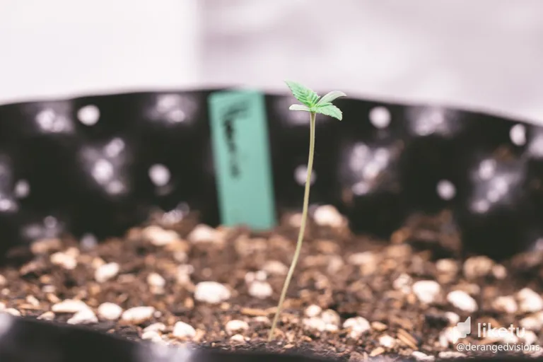 cl5vlx01w012q0ymq742kd7hq_seedlings-8800.jpg