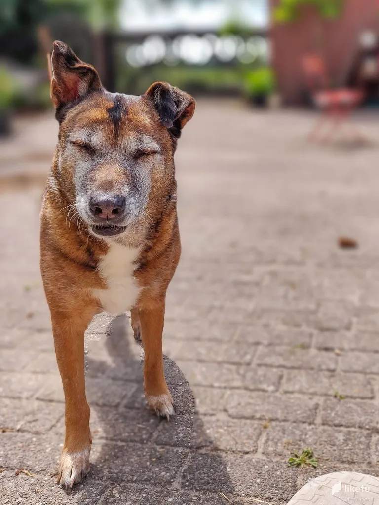 Dog's Life