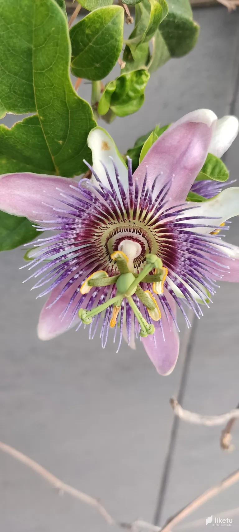 Nature's Wild side