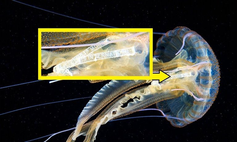 Wie die Plastikverpackung einer Zigarettenschachtel in einer Qualle landete  | National Geographic