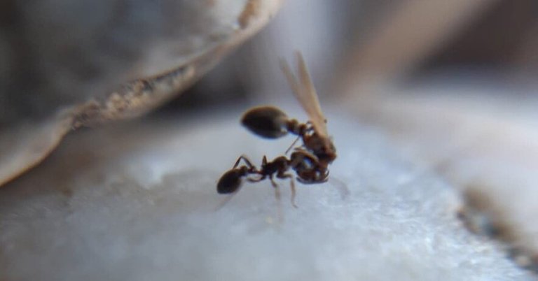 At Mating Time, These Ants Carry Their Young Queen to a Neighbor’s Nest