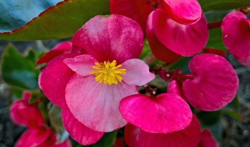 Pink flower