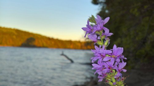 Purple wild flower