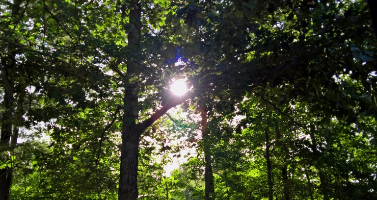 Sunflare in my dads yard