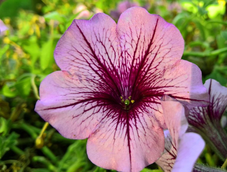 Pink flower with red veins