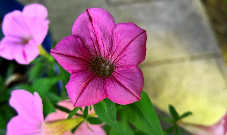 Bright pink flower