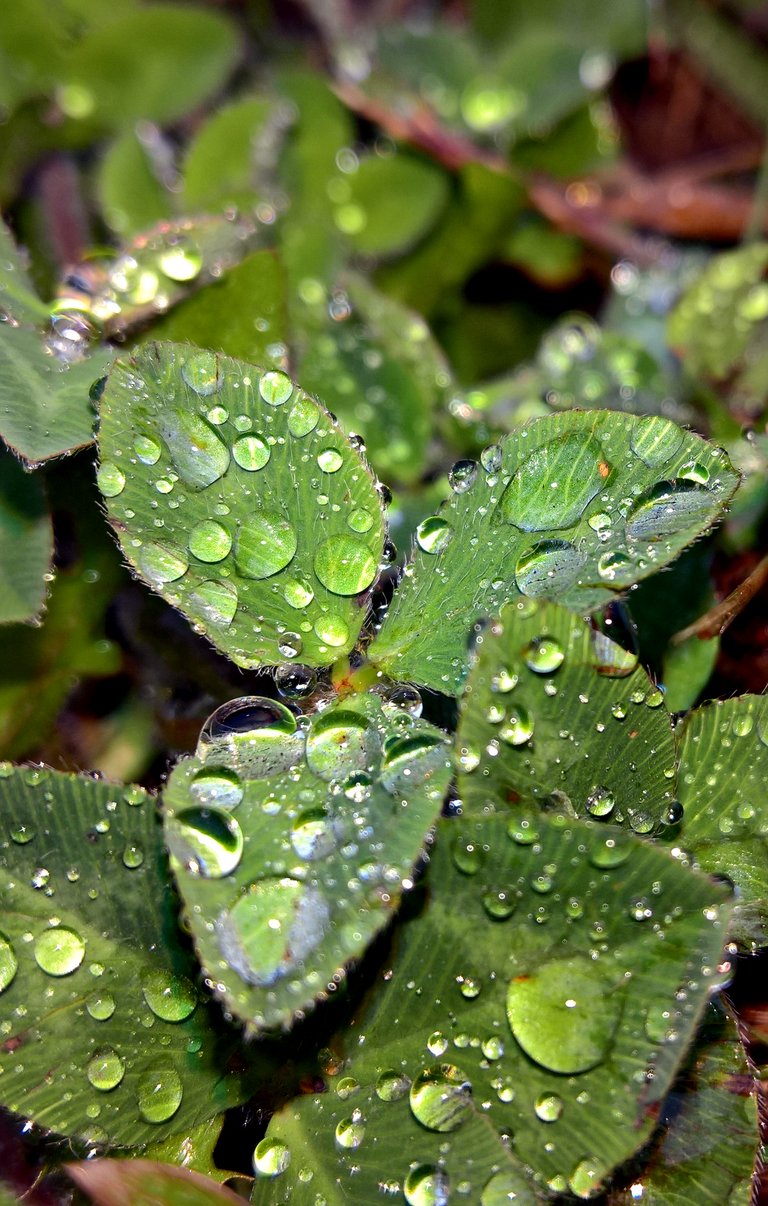 Clover leaves with water bubbles on them