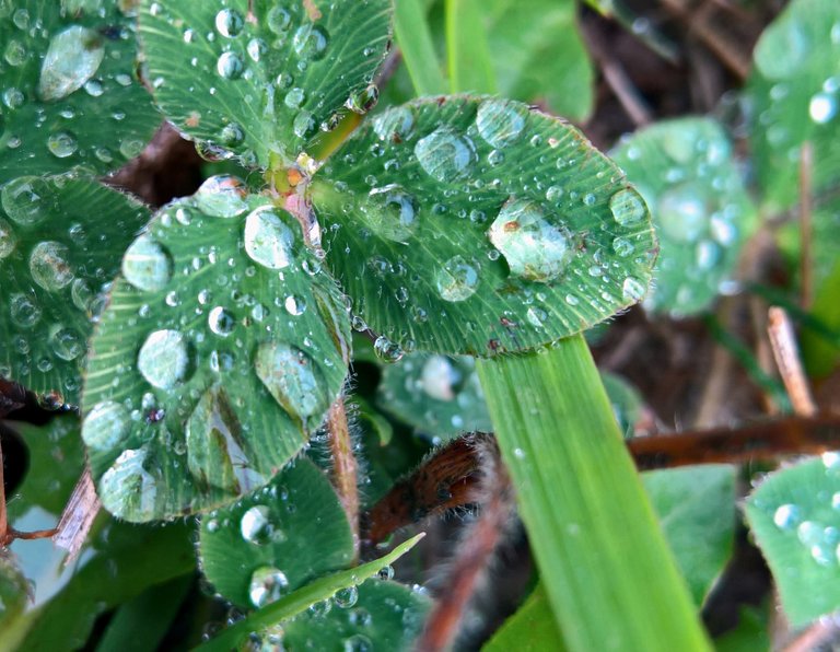 clover leaves covered in mist