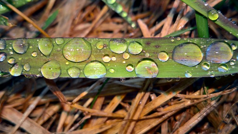 Blade of grass with water droplets on it