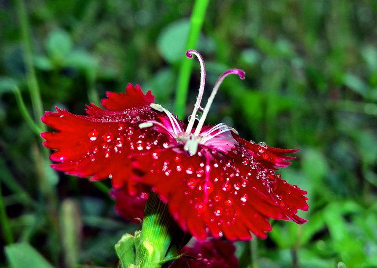 Another red flower