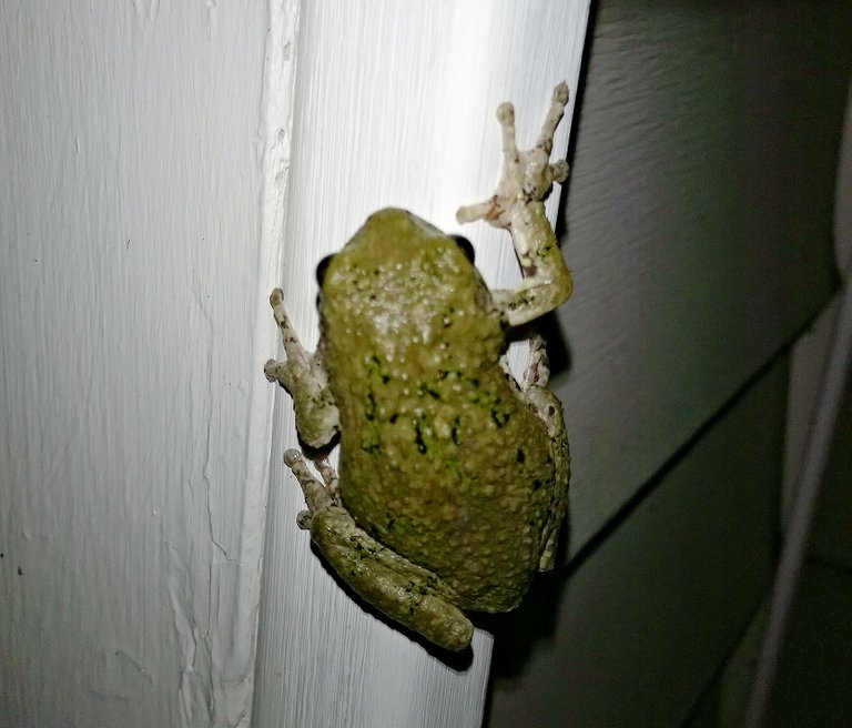 Green Tree Frog