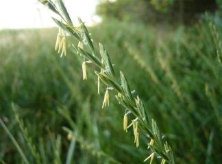 orchardgrass