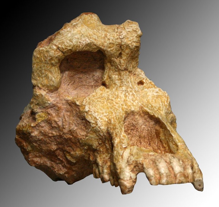 ouranopithecus_macedoniensis