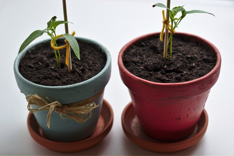 Chili seedlings (262/365) and yoghurt