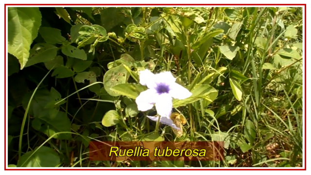 Ruellia tuberosa