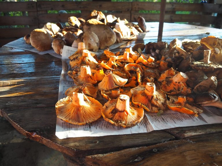 Lactarius deliciosus in the foreground