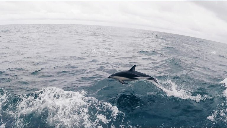 A dolphin which followed the boat next to us