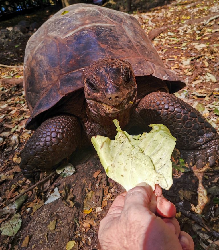 Zanzibar is turtlely AWESOME!!