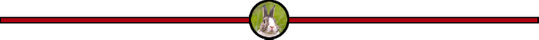 steemit-ketcom-rabbit-slim-seperator.fw.png