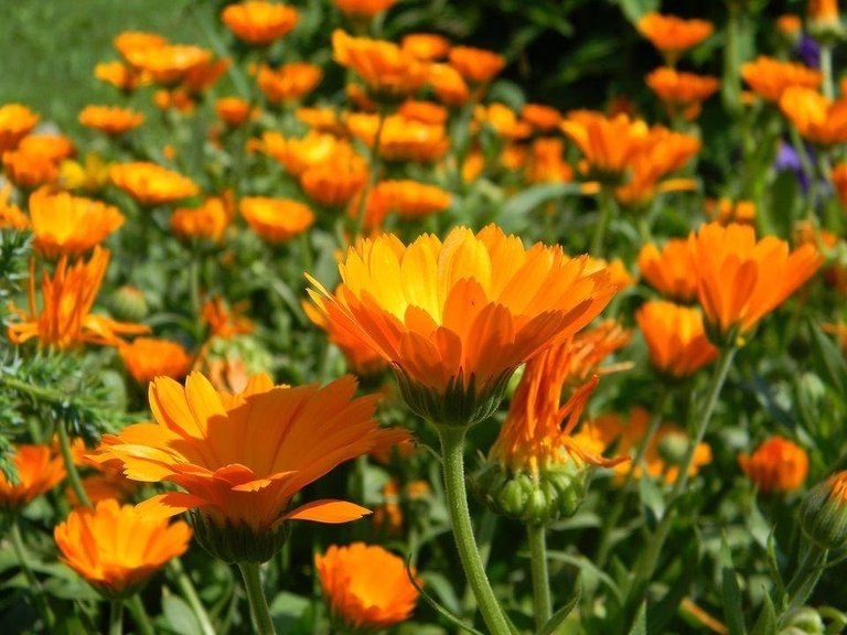 calendula-933760_1920-59191dc35f9b5864706f7aac.jpg