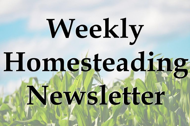 newsletter