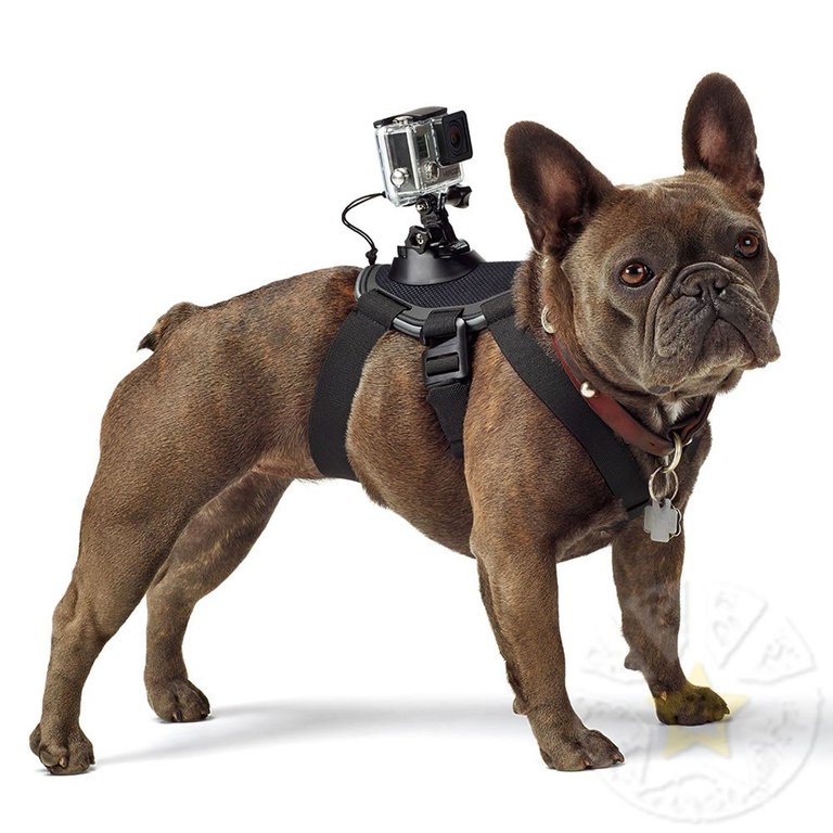 gopro_fetch_2.jpg