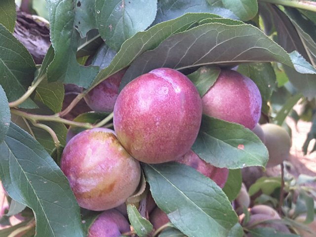 Apples