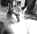 main_image