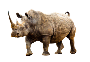 rinoceronte 1.png