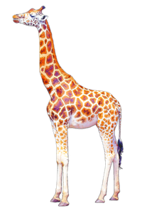 girafa_1.png