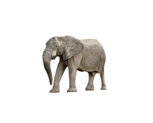 elephant-2.png