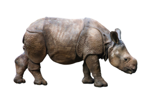 rinoceronte 2.png