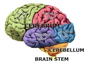 brain lobes.jpg