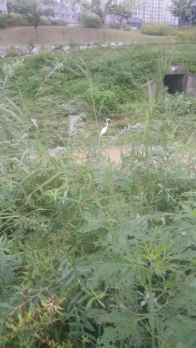KakaoTalk_20180827_210949115.jpg