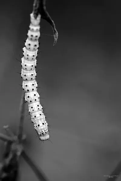Fiction: A miraculous larva. Original Content. EN/ESP.