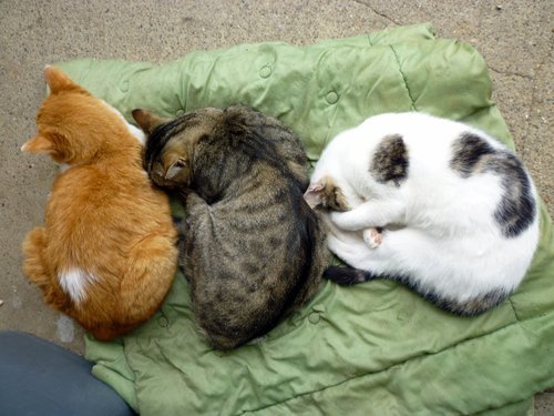 three-cats-sleeping.jpg