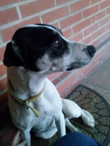 Baqueta