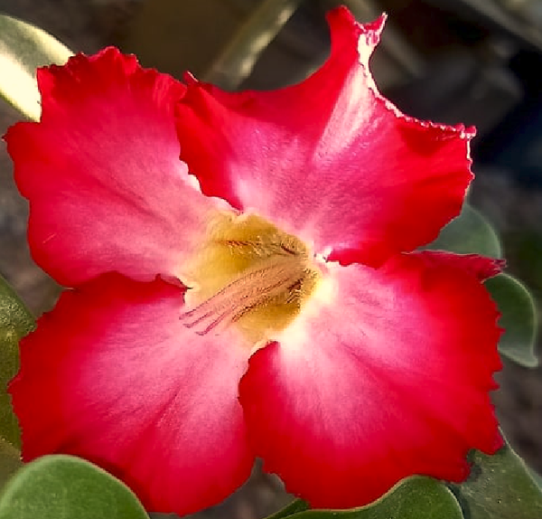 Las hermosas flores de la Rosa del Desierto/ The beautiful flowers of the  Desert Rose — Hive