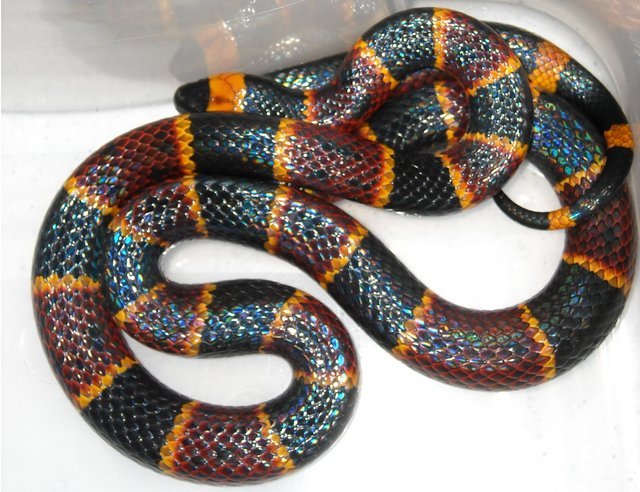 micrurus Coral snake 009 Norman.benton 3.0.jpg