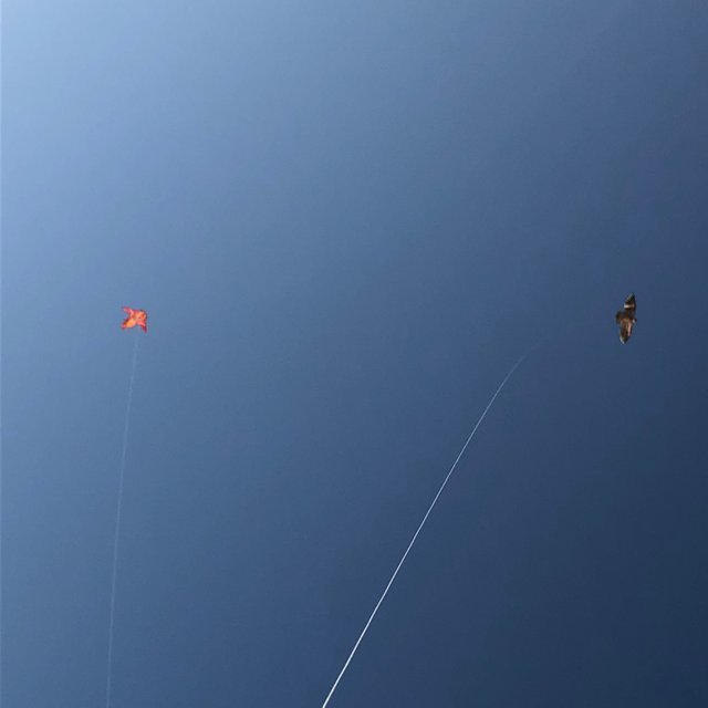 kite-1.jpg