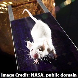 Mouse, NASA public.jpg