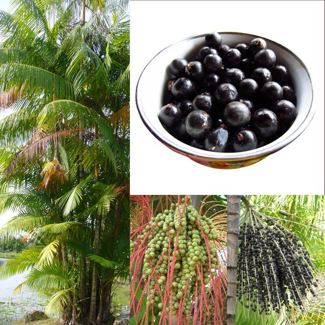  "14 a acai.jpg"