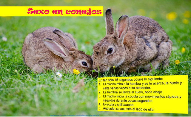 sexconejo.png