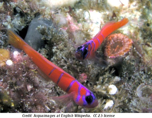 Bluebanded Gobies2 Aquaimages at English Wikipedia 2.5.jpg