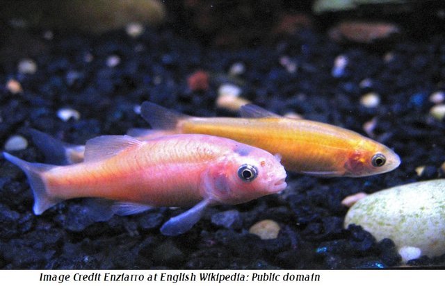 Rosy Red fathead Minnowsfullsize words.jpg