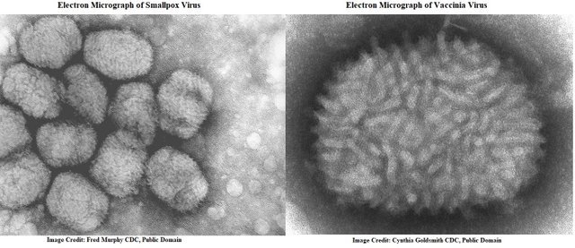 smallpox and vaccinia viruses2.jpg